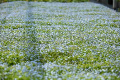Australisches sternchen Isotoma fluviatilis 5-10 Topf P9 Isotoma fluviatilis
