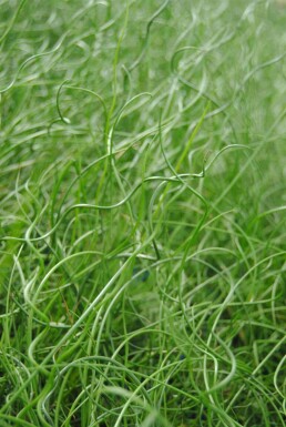 Gedrehte binse Juncus effusus 'Spiralis' 5-10 Topf P9 Juncus effusus 'Spiralis'