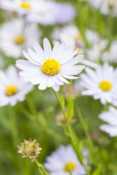 Sommeraster Kalimeris incisa 'Charlotte' 5-10 Topf P9 Kalimeris incisa 'Charlotte'