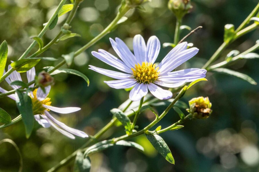 Sommeraster Kalimeris incisa 'Charlotte' 5-10 Topf P9 Kalimeris incisa 'Charlotte'