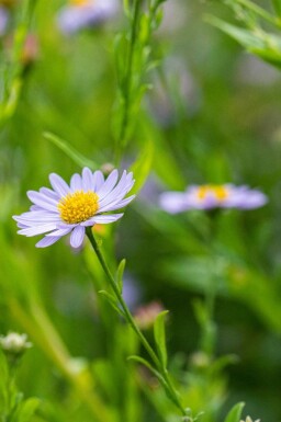 Schönaster Kalimeris incisa 5-10 Topf P9 Kalimeris incisa