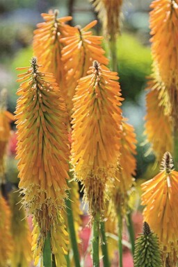Fackellilie Kniphofia uvaria 'Mango Popsicle' 5-10 Topf P9 Kniphofia uvaria 'Mango Popsicle'