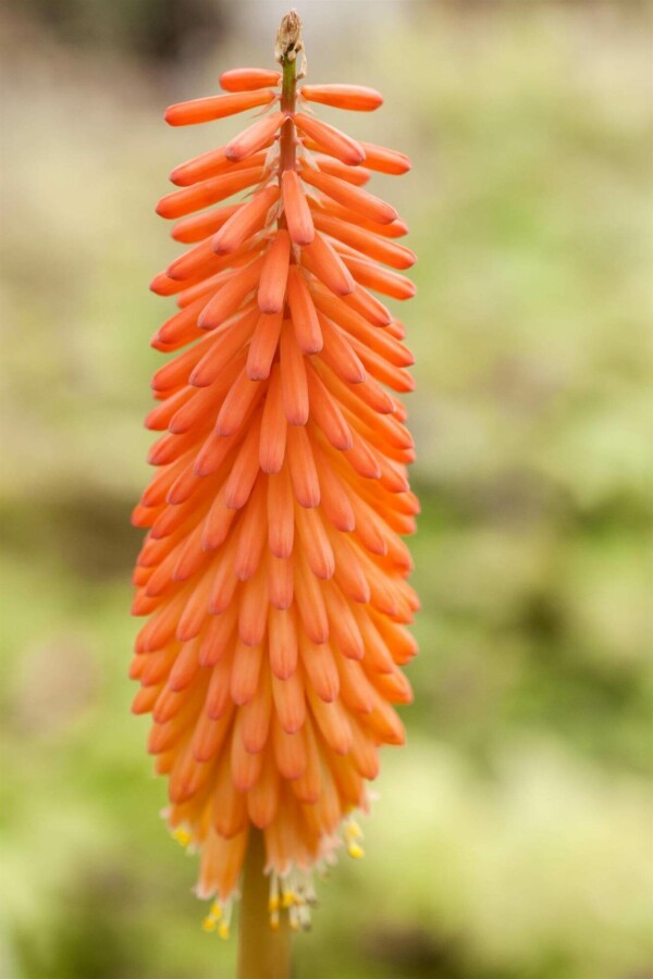 Fackellilie Kniphofia uvaria 5-10 Topf P9 Kniphofia uvaria