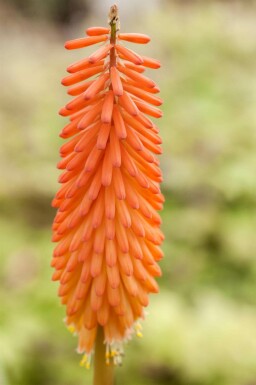 Fackellilie Kniphofia uvaria 5-10 Topf P9 Kniphofia uvaria