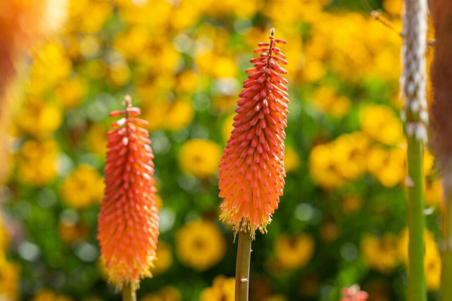 Fackellilie Kniphofia uvaria 5-10 Topf P9 Kniphofia uvaria