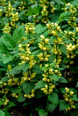 Goldnessel Lamiastrum galeobdolon 5-10 Topf P9 Lamiastrum galeobdolon