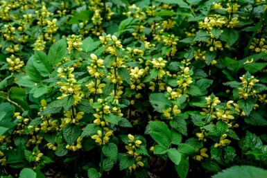 Goldnessel Lamiastrum galeobdolon 5-10 Topf P9 Lamiastrum galeobdolon