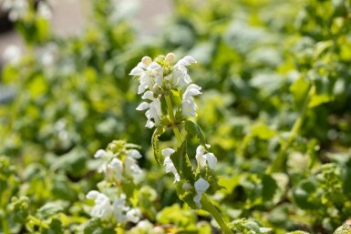 Weiße taubnessel Lamium album 5-10 Topf P9 Lamium album