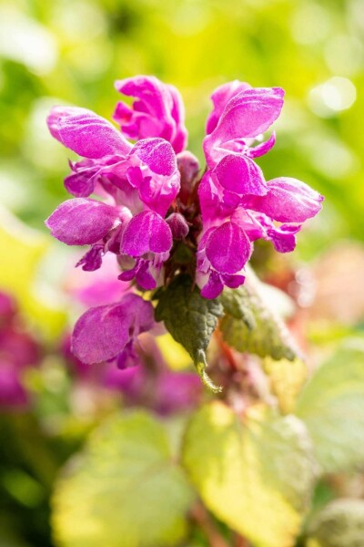 Gefleckte taubnessel Lamium maculatum 'Beacon Silver' 5-10 Topf P9 Lamium maculatum 'Beacon Silver'