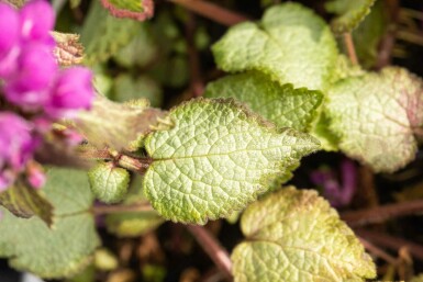 Gefleckte taubnessel Lamium maculatum 'Beacon Silver' 5-10 Topf P9 Lamium maculatum 'Beacon Silver'