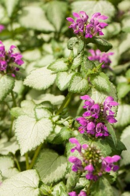 Gefleckte taubnessel Lamium maculatum 5-10 Topf P9 Lamium maculatum
