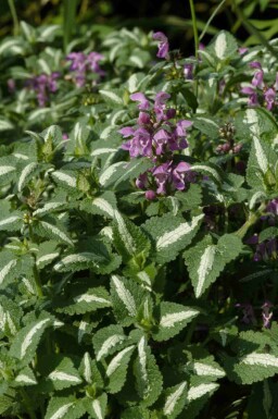 Gefleckte taubnessel Lamium maculatum 'Roseum' 5-10 Topf P9 Lamium maculatum 'Roseum'