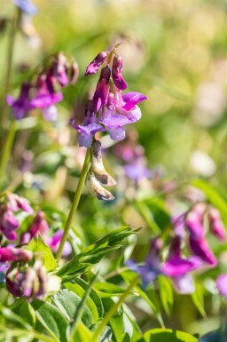 Frühlingswicke Lathyrus vernus 5-10 Topf P9 Lathyrus vernus