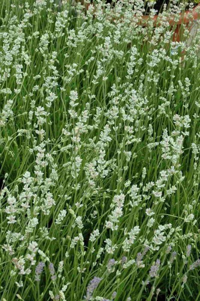 Lavendel Lavandula angustifolia 'Alba' 5-10 Topf P9 Lavandula angustifolia 'Alba'