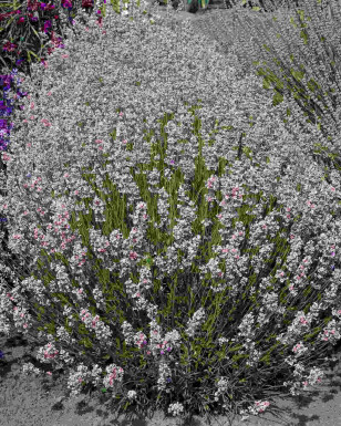 Lavendel Lavandula angustifolia 'Rosea' 5-10 Topf P9 Lavandula angustifolia 'Rosea'
