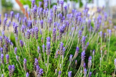 Französischer lavendel Lavandula dentata 'Royal Crown' 5-10 Topf P9 Lavandula dentata 'Royal Crown'