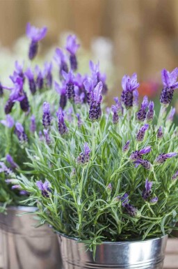 Schopflavendel Lavandula stoechas 5-10 Topf P9 Lavandula stoechas
