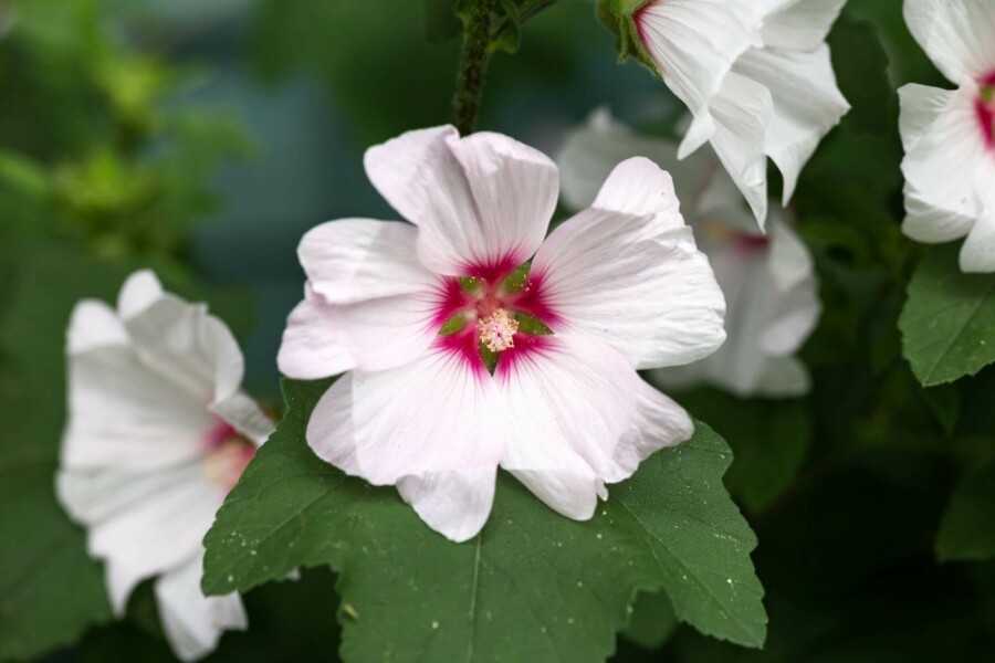 Buschmalve Lavatera olbia 'Blushing Bride' 5-10 Topf P9 Lavatera olbia 'Blushing Bride'