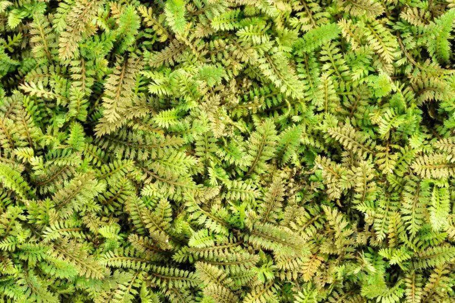 Kleinblättriges leptinella Leptinella potentillina 5-10 Topf P9 Leptinella potentillina