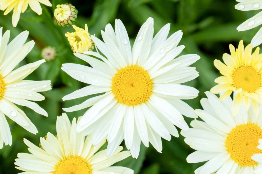 Margerite Leucanthemum superbum 'Banana Cream' 5-10 Topf P9 Leucanthemum superbum 'Banana Cream'