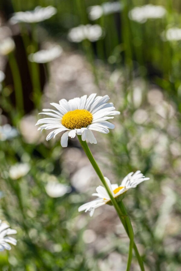 Margerite Leucanthemum vulgare 5-10 Topf P9 Leucanthemum vulgare