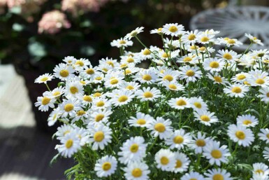 Margerite Leucanthemum vulgare 5-10 Topf P9 Leucanthemum vulgare