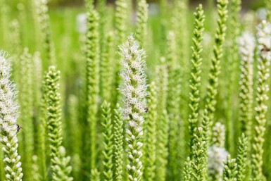 Prachtscharte Liatris spicata 'Alba' 5-10 Topf P9 Liatris spicata 'Alba'
