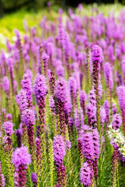 Prachtscharte Liatris spicata 5-10 Topf P9 Liatris spicata