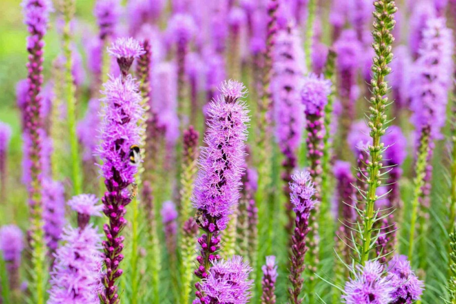 Prachtscharte Liatris spicata 5-10 Topf P9 Liatris spicata