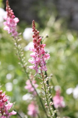 Italienisches leinkraut Linaria purpurea 'Canon J. Went' 5-10 Topf P9 Linaria purpurea 'Canon J. Went'