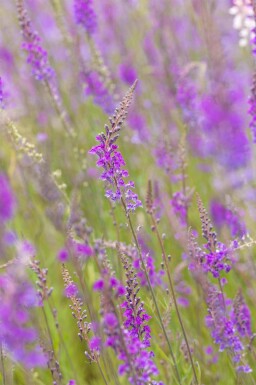 Purpurblütiges leinkraut Linaria purpurea 5-10 Topf P9 Linaria purpurea