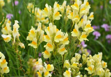 Gewöhnliches leinkraut Linaria vulgaris 5-10 Topf P9 Linaria vulgaris