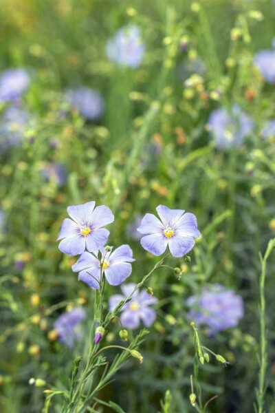 Staudenlein Linum perenne 5-10 Topf P9 Linum perenne
