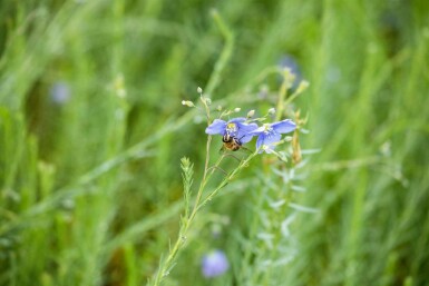 Staudenlein Linum perenne 5-10 Topf P9 Linum perenne