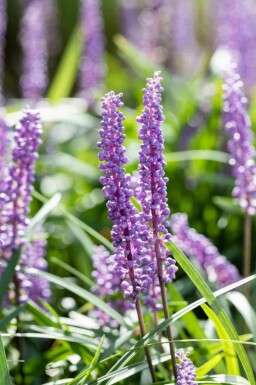 Liliengras Liriope muscari 'Big Blue' 5-10 Topf P9 Liriope muscari 'Big Blue'