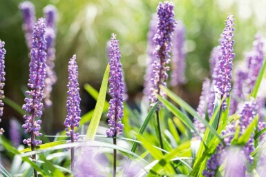 Liliengras Liriope muscari 'Big Blue' 5-10 Topf P9 Liriope muscari 'Big Blue'