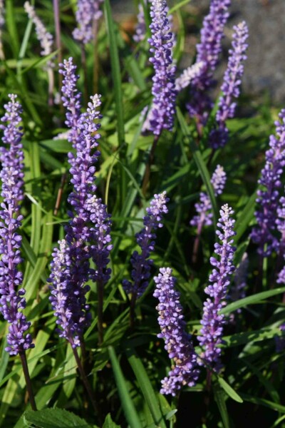 Traubenlilie Liriope muscari 'Ingwersen' 5-10 Topf P9 Liriope muscari 'Ingwersen'