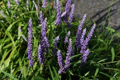 Traubenlilie Liriope muscari 'Ingwersen' 5-10 Topf P9 Liriope muscari 'Ingwersen'