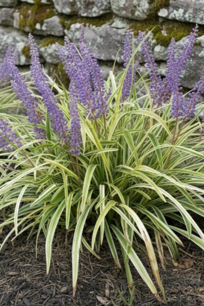 Liliengras Liriope muscari 'Variegata' 5-10 Topf P9 Liriope muscari 'Variegata'