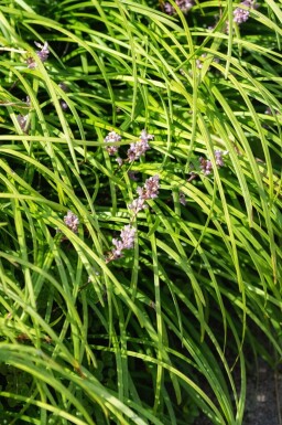 Liliengras Liriope spicata 5-10 Topf P9 Liriope spicata