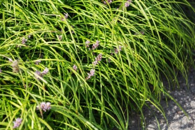 Liliengras Liriope spicata 5-10 Topf P9 Liriope spicata
