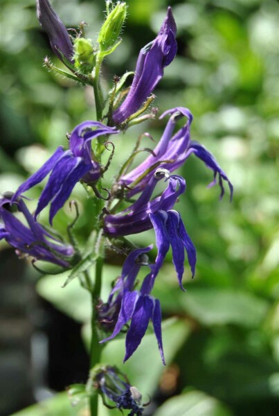 Blaue lobelie Lobelia siphilitica 5-10 Topf P9 Lobelia siphilitica