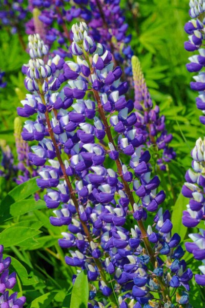 Lupinen Lupinus 'The Governor' 5-10 Topf P9 Lupinus 'The Governor'