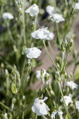 Vexiernelke Lychnis coronaria 'Alba' 5-10 Topf P9 Lychnis coronaria 'Alba'