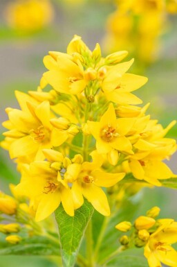 Gilbweiderich Lysimachia vulgaris 5-10 Topf P9 Lysimachia vulgaris