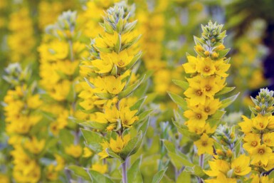 Gilbweiderich Lysimachia vulgaris 5-10 Topf P9 Lysimachia vulgaris