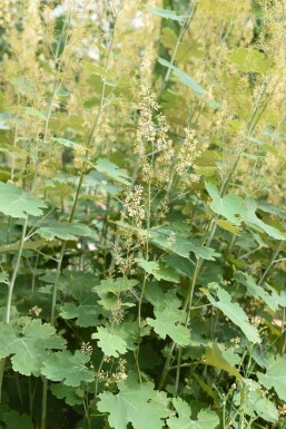 Federmohn Macleaya cordata 5-10 Topf P9 Macleaya cordata