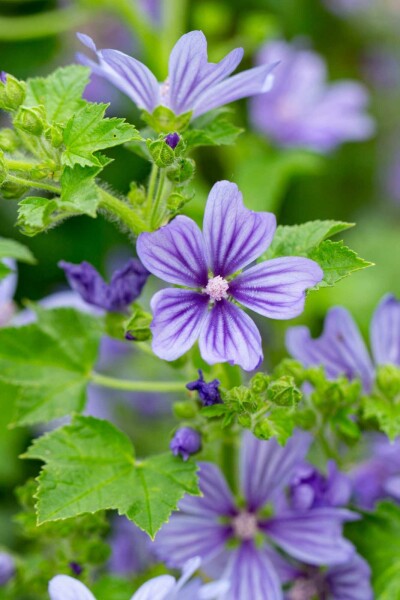 Wilde malve Malva sylvestris 'Primley Blue' 5-10 Topf P9 Malva sylvestris 'Primley Blue'