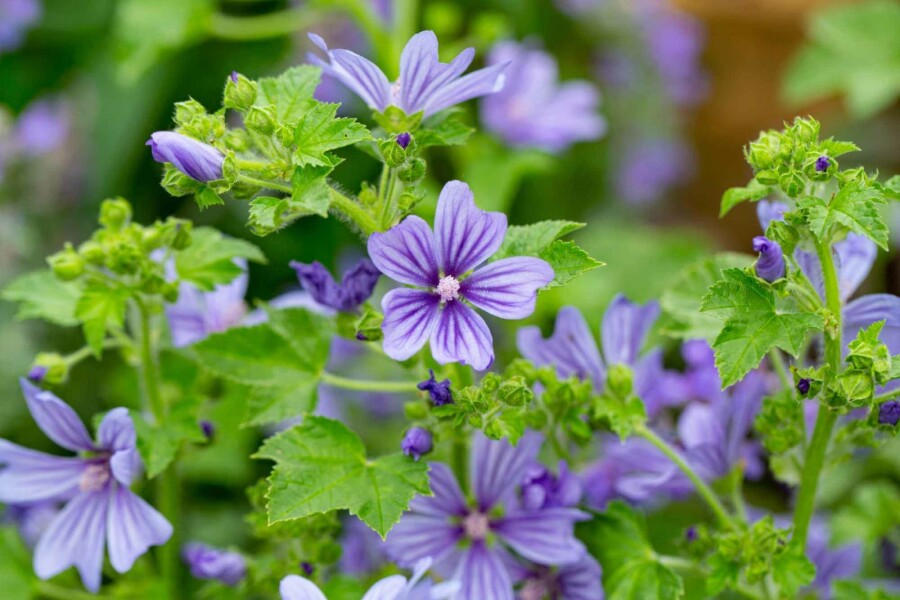Wilde malve Malva sylvestris 'Primley Blue' 5-10 Topf P9 Malva sylvestris 'Primley Blue'