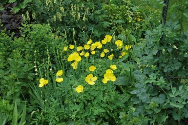 Wald-Scheinmohn Meconopsis cambrica 5-10 Topf P9 Meconopsis cambrica